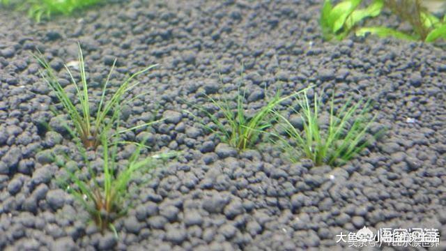 新手想养成群的小型观赏鱼群 但是由于是上班族 比较好养不会太麻烦的鱼种有什么推荐 极致造景的回答 头条问答