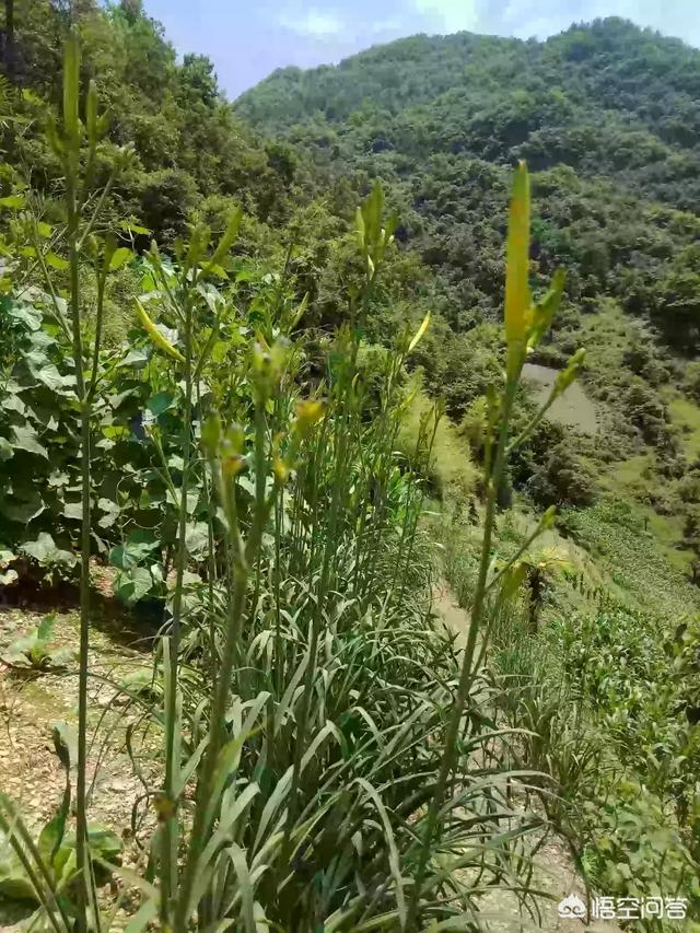 种植黄花菜怎么样，如何种植黄花菜可以获得高产