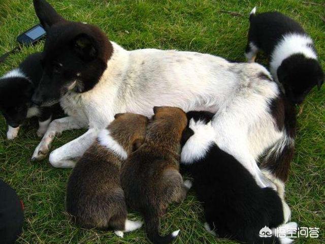 哺乳期狗狗食欲不振:母犬产后无食欲，怎么办？