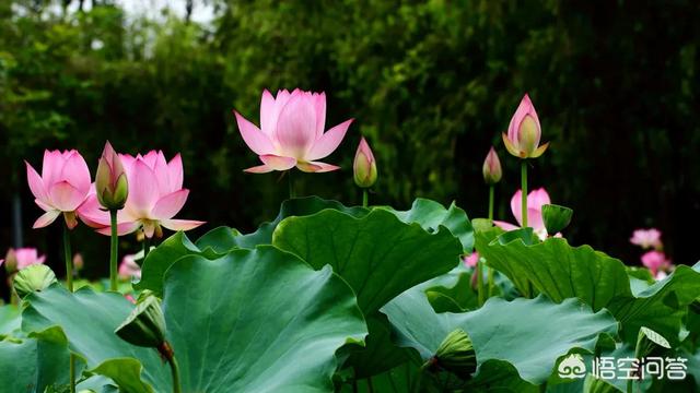 吴三省和解连环:解连环真的在西沙墓死了吗