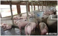 种猪饲养管理技术有哪些，有哪些管理和饲养方法可以促进母猪多产