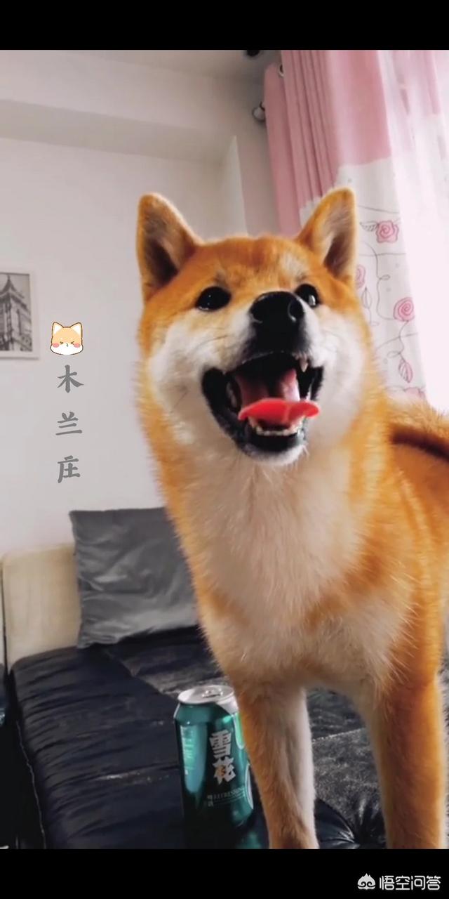 为什么阿拉斯加和哈士奇不会狗叫:哈士奇不会汪汪，能和其他狗狗正常对话吗？
