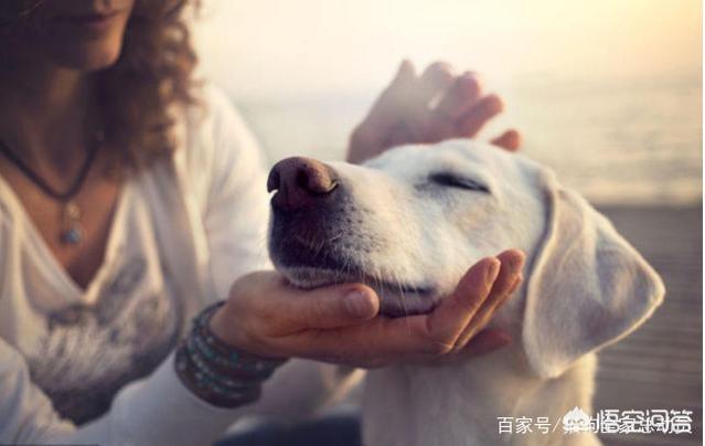 狗狗爱:狗狗为什么爱抱人的大腿？