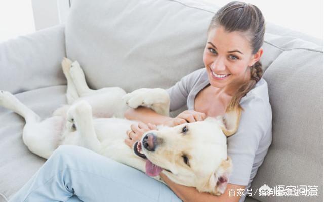 狗狗爱:狗狗为什么爱抱人的大腿？