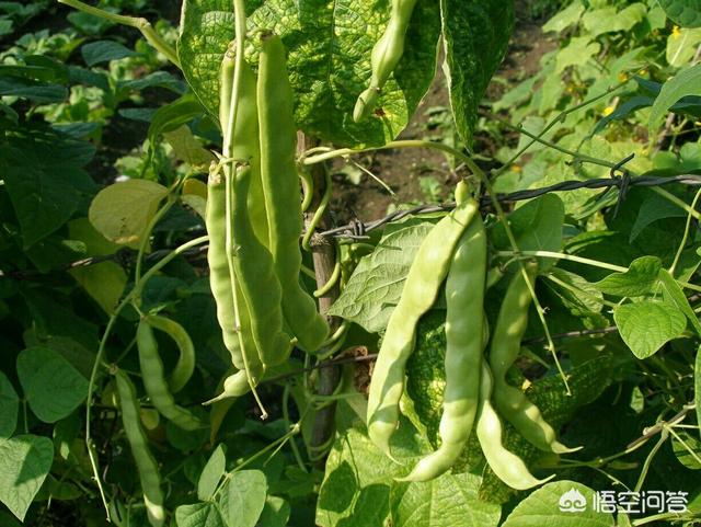 芸豆中的营养元素:芸豆营养成分和功效 露天芸豆叶子发黄是什么病？