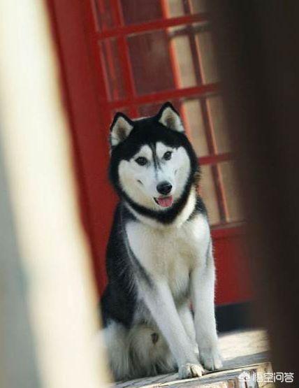 阿拉斯加雪橇犬吃什么牌子狗粮好:剃过毛的成年阿拉斯加吃什么狗粮比较好呢？