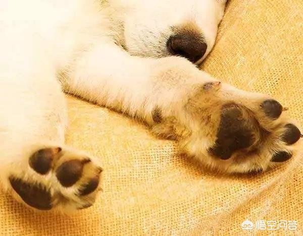小狗脚掌有牛蜱:泰迪狗狗为什么会总舔自己的脚脚？