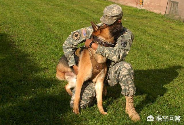 英国獒犬图片大全:特种兵中的军犬跟普通部队中的军犬哪个厉害，都有什么不同之处？