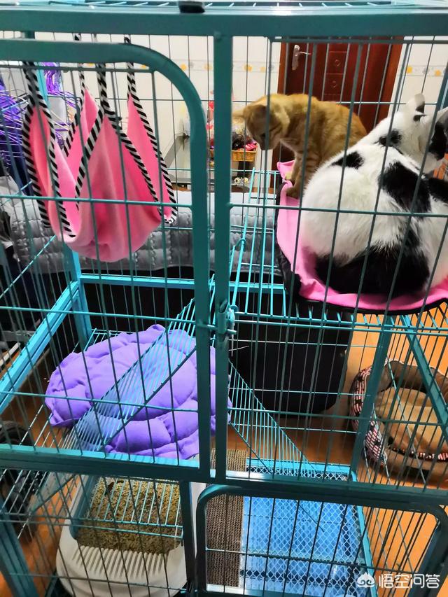 野猫驯养法青罗扇子:刚捡了一只小流浪猫，求教，怎么养啊？
