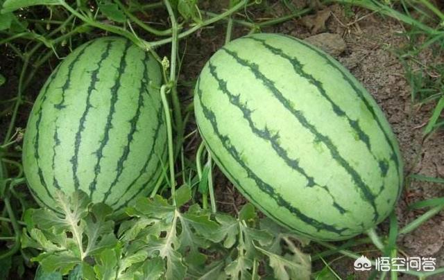 头条问答 西瓜苗长到多长时 留的西瓜能长大 农科小孙说的回答 0赞