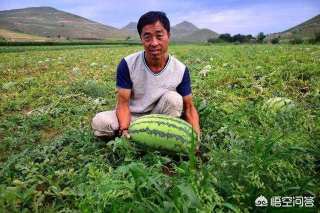 头条问答 西瓜苗长到多长时 留的西瓜能长大 15个回答