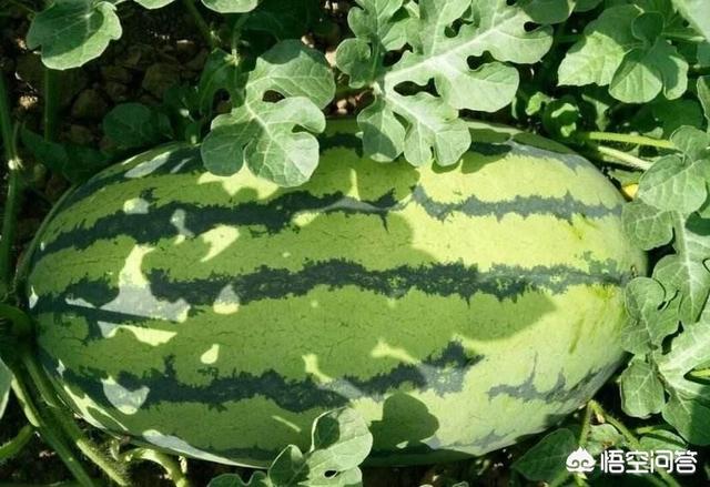 头条问答 西瓜苗长到多长时 留的西瓜能长大 15个回答