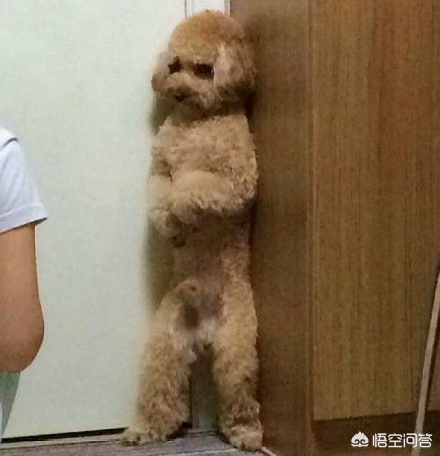 狗狗罚站视频泰迪金毛:泰迪犬犯错后你什么惩罚，都有用吗？
