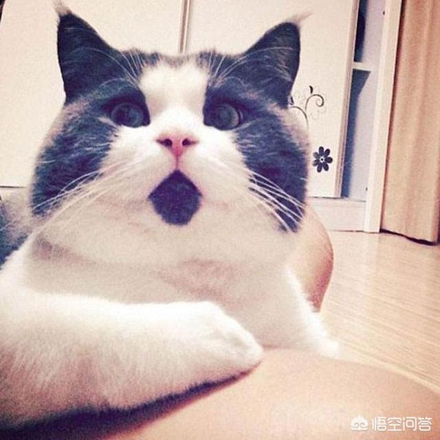 萌猫导航:为什么猫额头附近会长胡子？