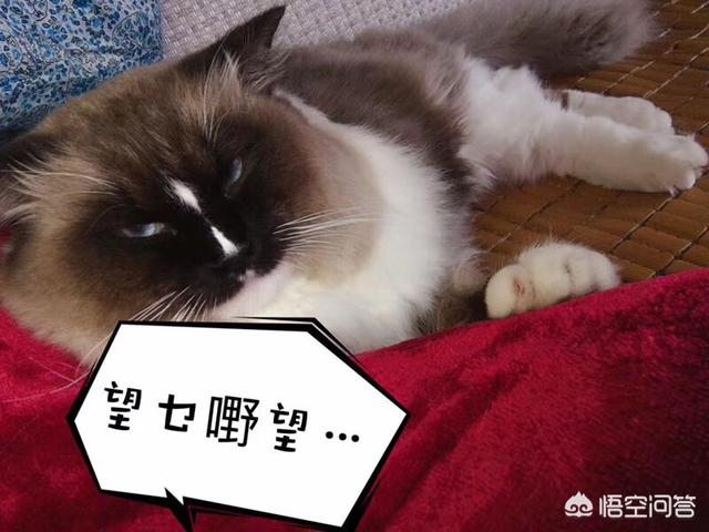 盆景猫 谣言:宠物会不会成为新冠病毒的隐患？