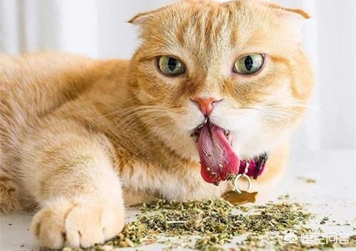 猫吃了猫薄荷饼干吐了:为什么小猫经常去吃花盆里的干草？