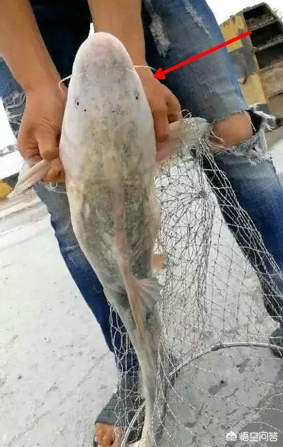 观赏鱼鲶鱼种类:鲶鱼科观赏鱼种类 鲶鱼有什么好的养殖技术吗？