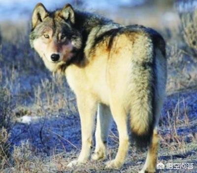 鹰视狼顾之相:为什么曹操明知司马懿是鹰视狼顾之辈，还要留下这个祸患？