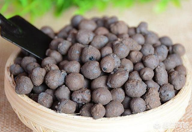 多肉大和锦根能长多粗:锦晃星枝太长怎么办?头大，枝细又长，怎么办？