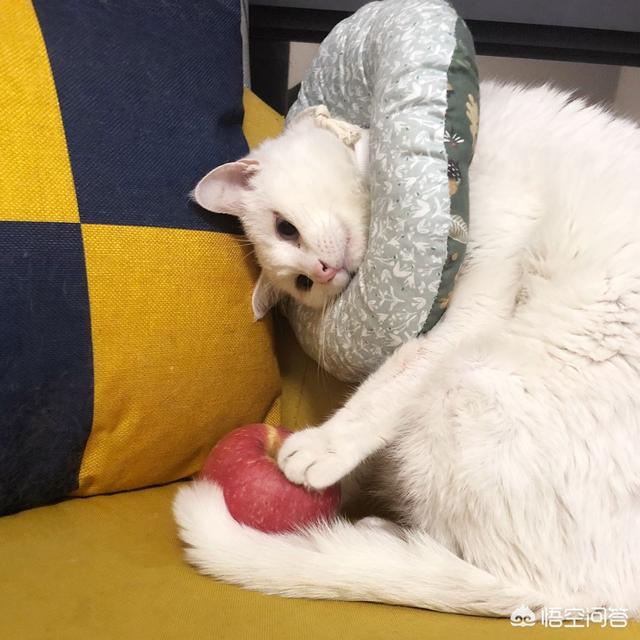 猫咪不乖 txt:猫咪为什么不能像狗狗一样亲近人，总是感觉它非常的高冷？