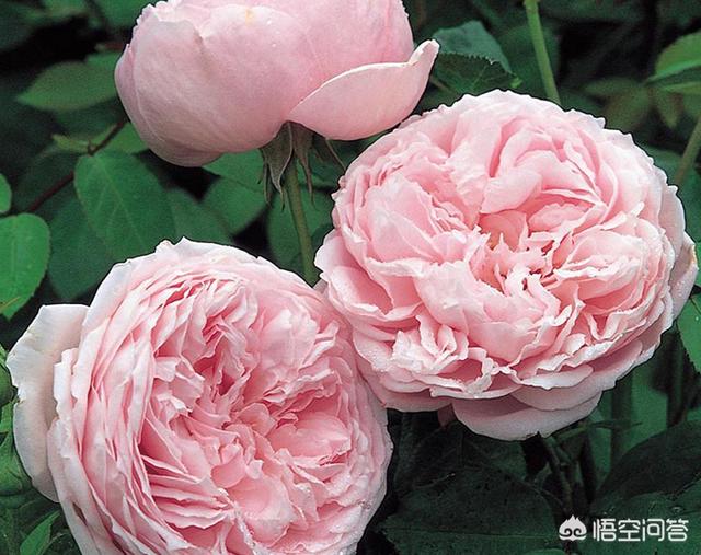 最香的几款月季品种是什么？插图151