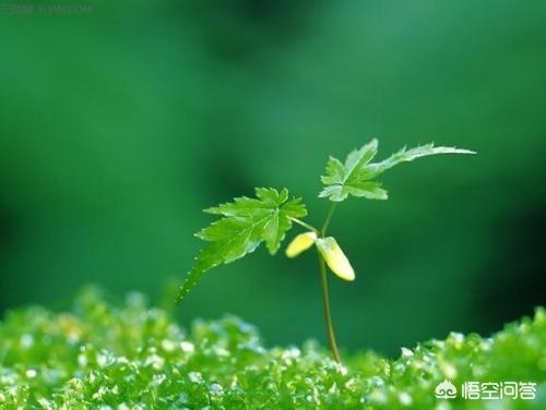 《定风波》写尽人生哲学和处世态度,请您用自己的人生经历和体会解读这首词？