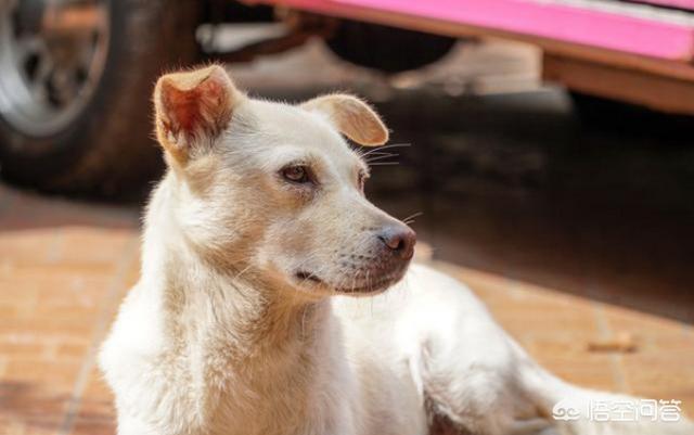 广州禁养犬种 2021:广州禁养犬种图片 2019年北上广的禁养狗狗都有哪些呢？