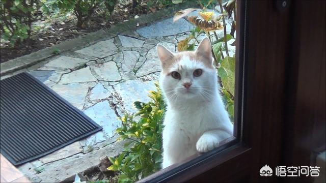 人用猫薄荷是什么东西:猫薄荷如何让“猫主子”癫狂？