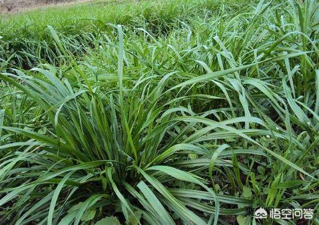 牧草王:适合北方种植的牧草有哪些？