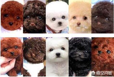怎么挑选泰迪熊狗:有什么特点的泰迪犬，一般是会比较漂亮的呢？