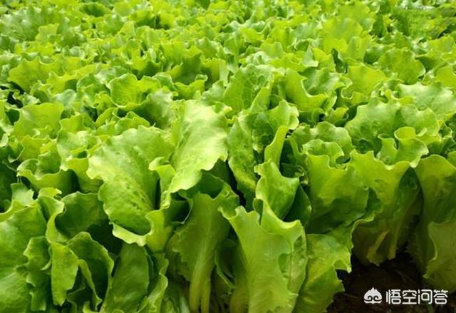 络氨铜治疗软腐病:农民大棚种植莴苣，怎样防治高温引发软腐病？
