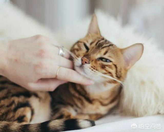 子猫絮语:猫咪轻咬主人啥意思，如何防止猫咪咬人？