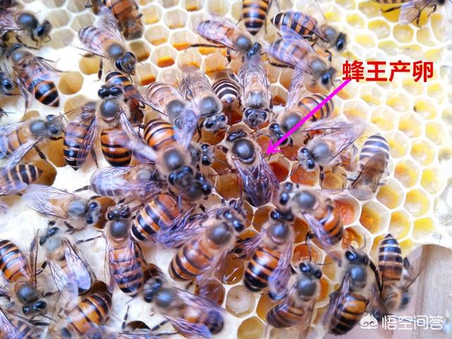 白鲣鸟什么季节产卵:蜜蜂每月在什么时间产卵？