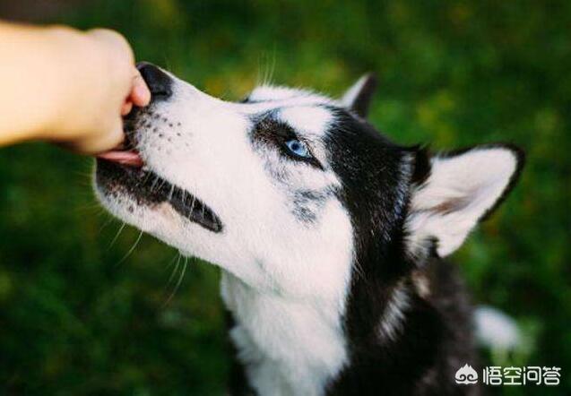 边境牧羊犬训练难度:金毛犬好训练吗？应该怎么去训练它？