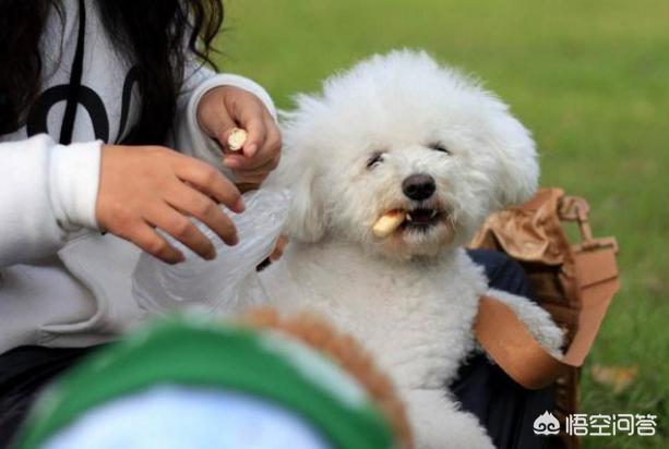 泰迪乱咬牵引绳:你家泰迪犬最反感的是什么？