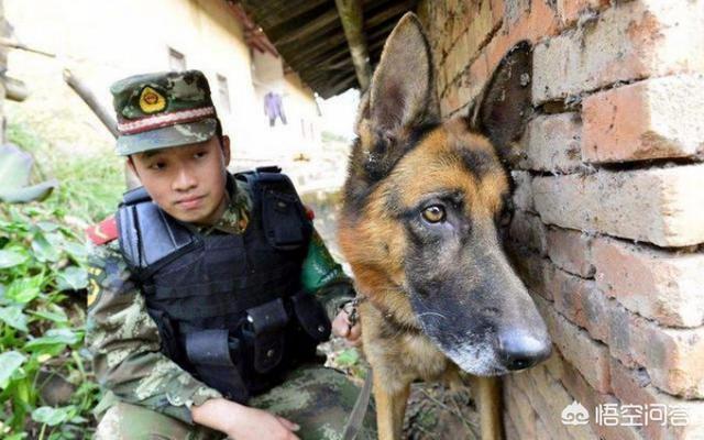 中国导盲犬品种:中国正在征用的军警犬有哪些？