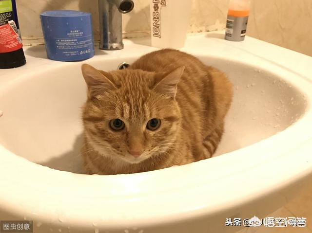 子猫絮语吧:猫咪的一生只会认定一个主人吗？