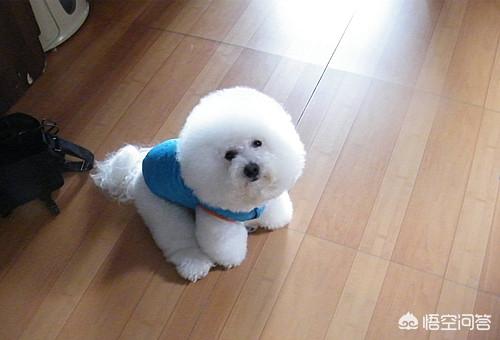 比熊图片:比熊着凉后会有什么反应？会不会感冒？ 比熊图片 幼犬