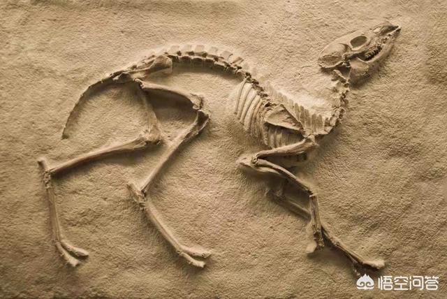 相信大家和我一样,都有过这种疑问,就是地球上发现的动物化石,大部分