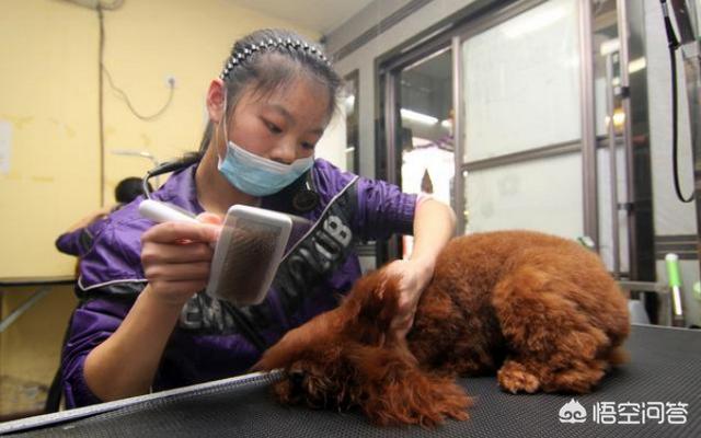 贵宾犬训练用什么奖励:给贵宾犬梳毛要知道哪些知识？