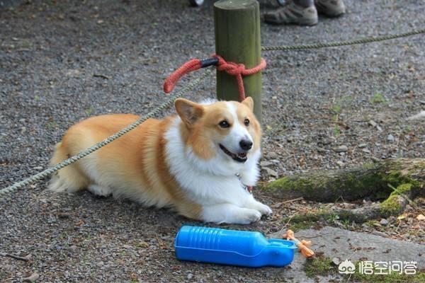 藏獒之王狗王偷藏獒:三只藏獒是否可以打赢一只孟加拉虎？有什么科学依据？