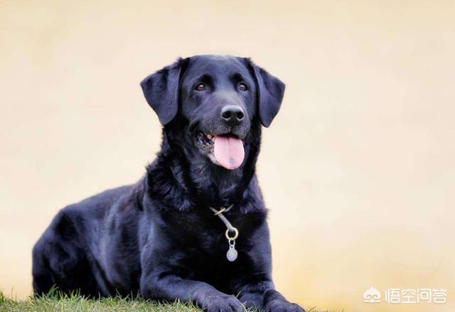 纯种拉布拉多犬:拉布拉多犬怎么选纯种呢？