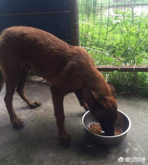 比利时马犬和德牧:德牧、昆明犬、马犬有怎么本质区别，哪个更适合楼房养？