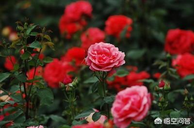 月季花的栽培和管理:“花中皇后”的月季花，在阳台种植后如何管理？