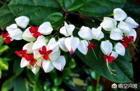 龙吐珠花图片:龙吐珠花名字的由来和养殖方法介绍？