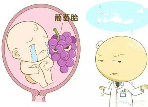 葡萄胎是怎么形成的:去年怀孕时是葡萄胎，手术多久后才能怀孕