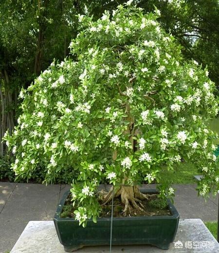 印度榕压条繁殖时间:九里香盆栽树苗几年才开花？