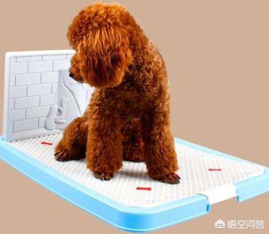 怎么训练狗狗大小便:狗狗一岁了怎么训练大小便？