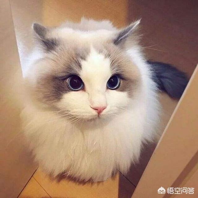 外国小猫品种伯曼猫:布偶是不是猫界里的颜值第一？