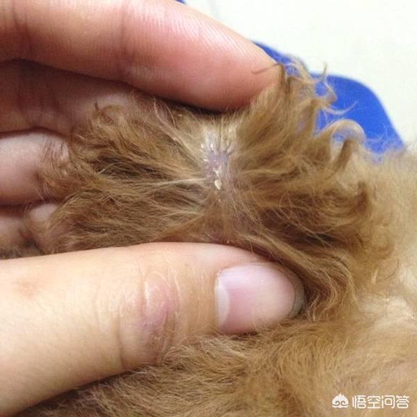 如何知道身上招东西了,如何判断泰迪身上有没有跳蚤？